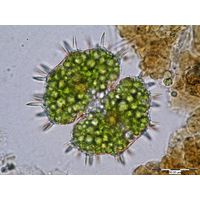 Xanthidium aculeatum