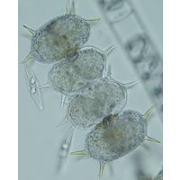 Xanthidium antilopeum