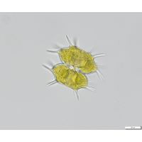Xanthidium antilopaeum