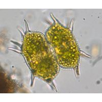Xanthidium antilopaeum