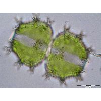 Xanthidium armatum