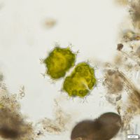 Xanthidium armatum
