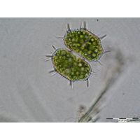 Xanthidium cristatum