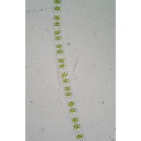 Zygnema