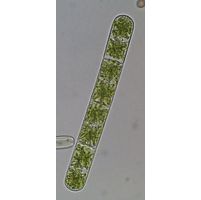 Zygnema