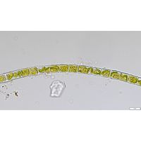 Zygogonium