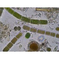 Zygogonium