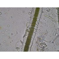 Zygogonium