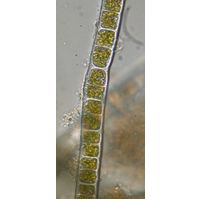Zygogonium ericetorum