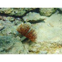 Bispira volutacornis