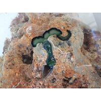 Bonelia viridis