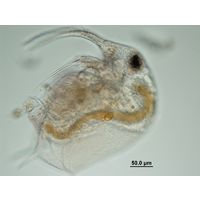 Bosmina longirostris