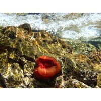 Actinia equina 