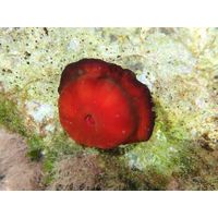 Actinia equina