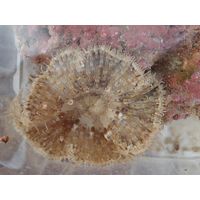 Aiptasia mutabilis