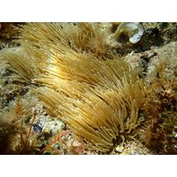 Anemonia sulcata