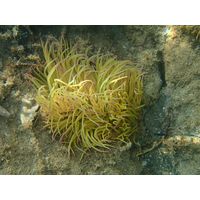 Anemonia sulcata 
