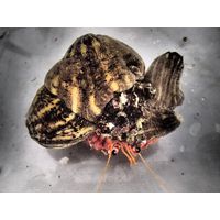 Calliactis parasitica
