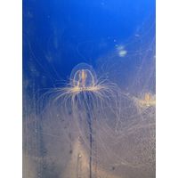 Polyorchis sp.