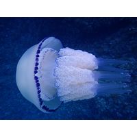 Rhizostoma pulmo