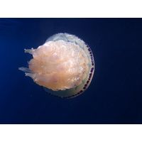 Rhizostoma pulmo