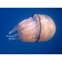 Rhizostoma pulmo 
