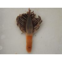 Veretillum cynomorium