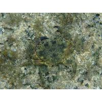 Eriphia verrucosa