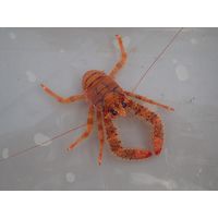 Galatea strigosa