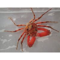 Herbstia condyliata 
