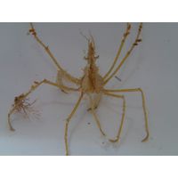 Macropodia sp.