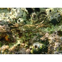 Pachygrapsus marmoratus