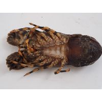 Scyllarus arctus