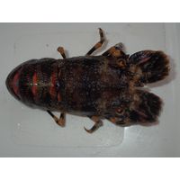 Scyllarus arctus 