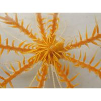 Antedon mediterranea