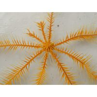 Antedon mediterranea