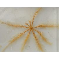 Antedon mediterrane