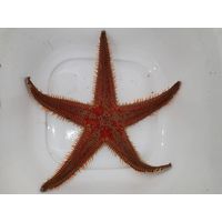 Echinaster sepositus