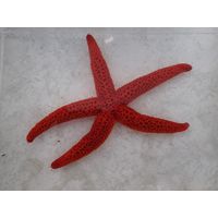 Echinaster sepositus