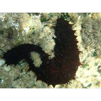 Holothuria tubulosa