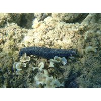 Holothuria tubulosa