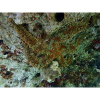 Marthasterias glacialis