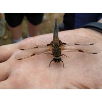 Libellula quadrimaculata L.