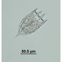 Keratella cochlearis