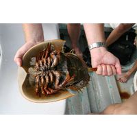 Limulus polyphemus