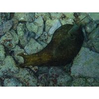 Aplysia depilans