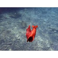 Aplysia depilans