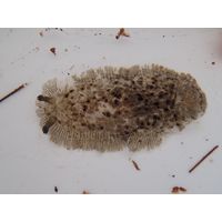 Dendrodoris cf. grandiflora