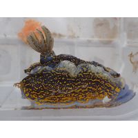 Dendrodoris limbata