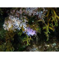 Flabellina affinis